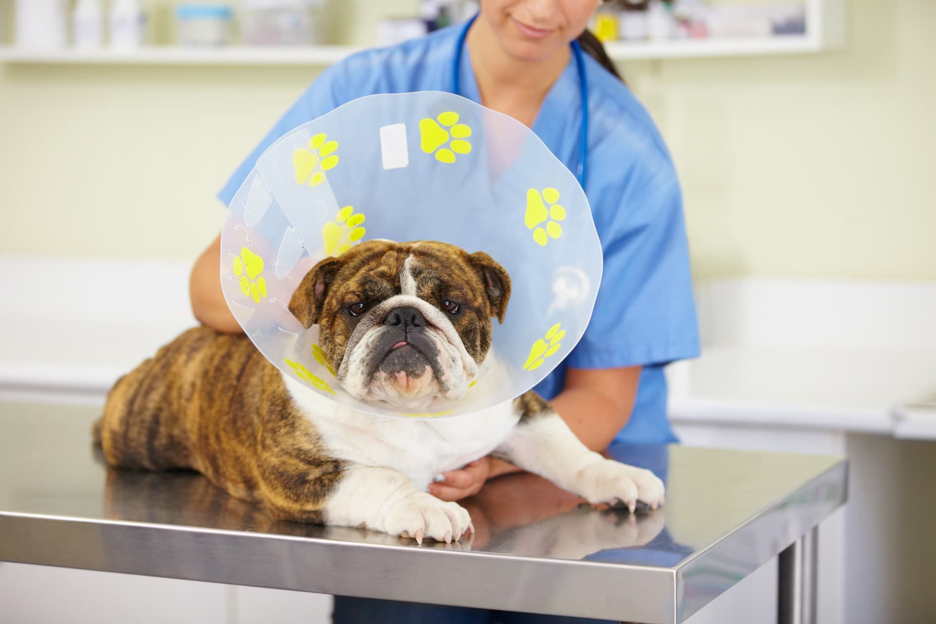 Centro Veterinario Esquío: cirugía veterinaria en Fene