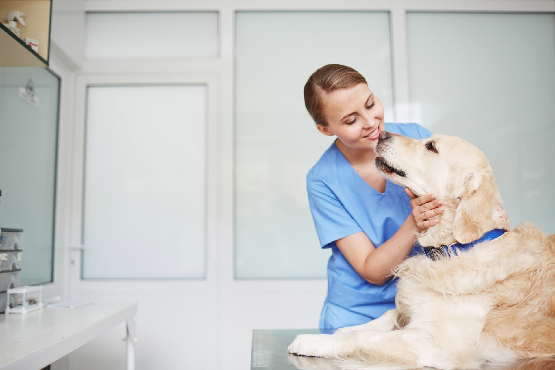 Confía en nuestros expertos para la intervención de tu mascota