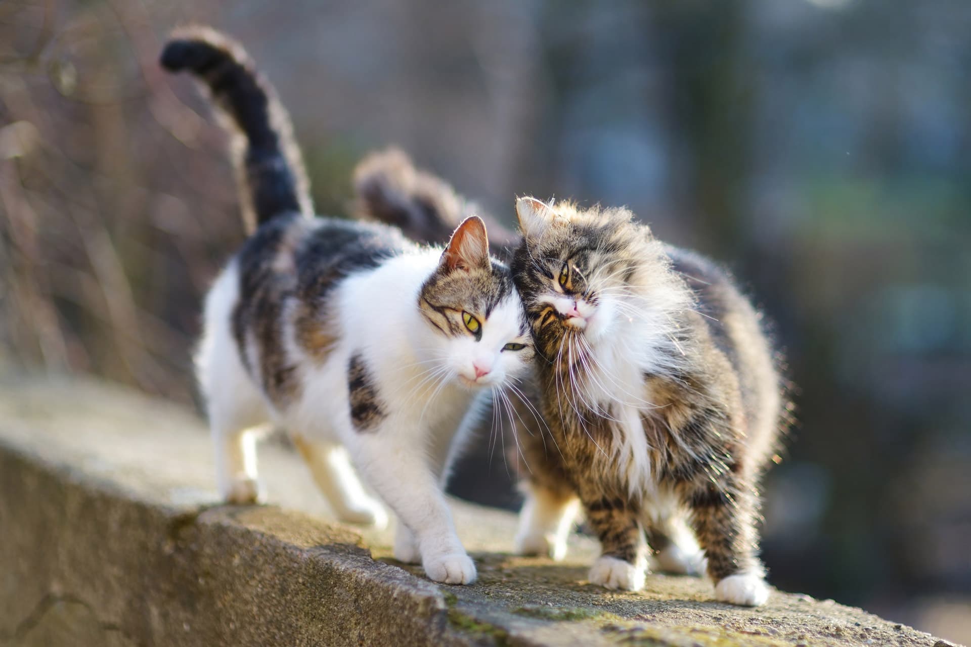 Control reproductivo para perros y gatos en Fene