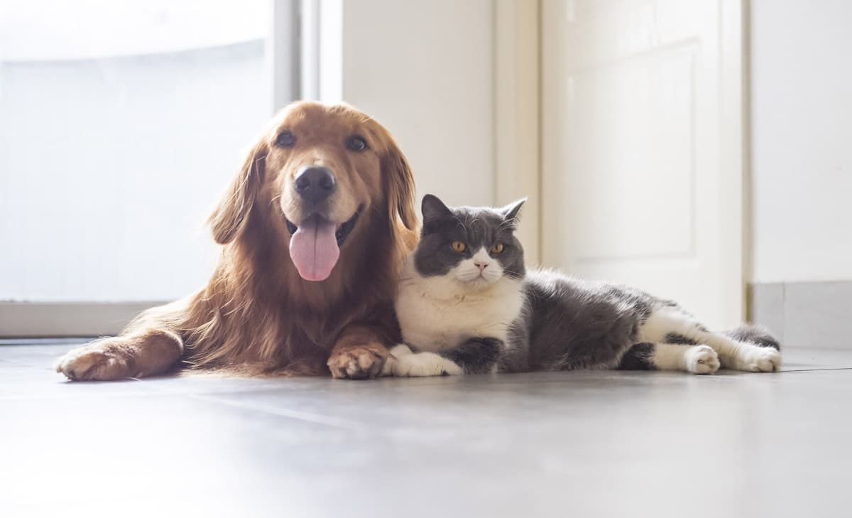 Cuidado dental mascotas en Fene