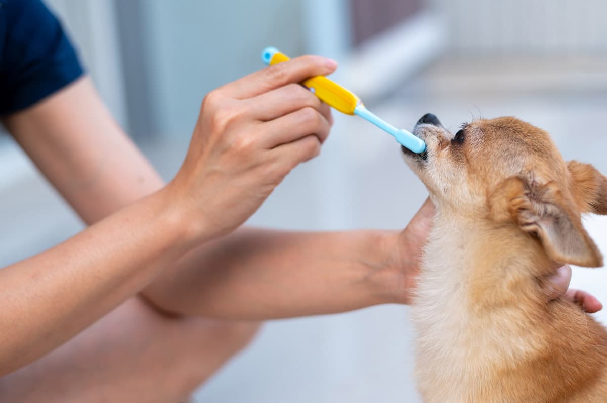 Cuidado dental perros en Fene