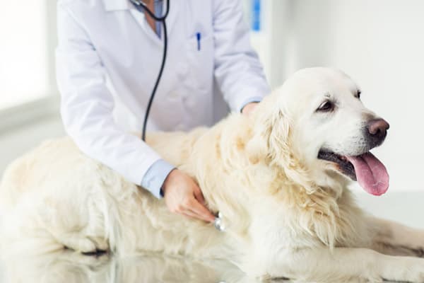 Curar alergia perros en Fene