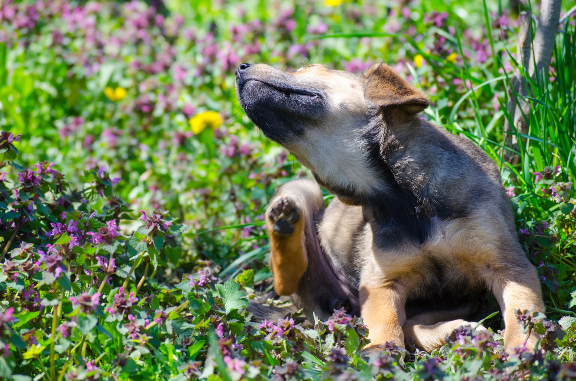 Dermatología veterinaria en Fene