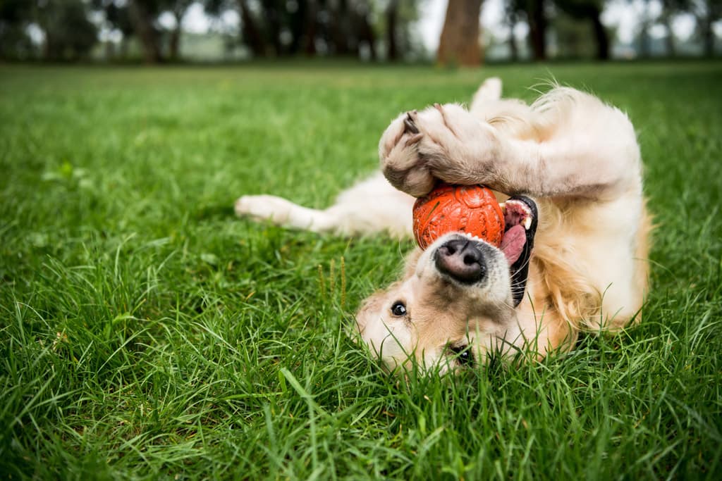 Limpieza bucal perros en Fene