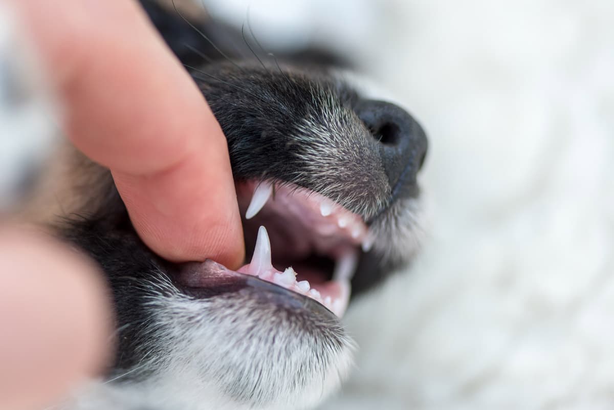 Limpieza dental perros en Fene