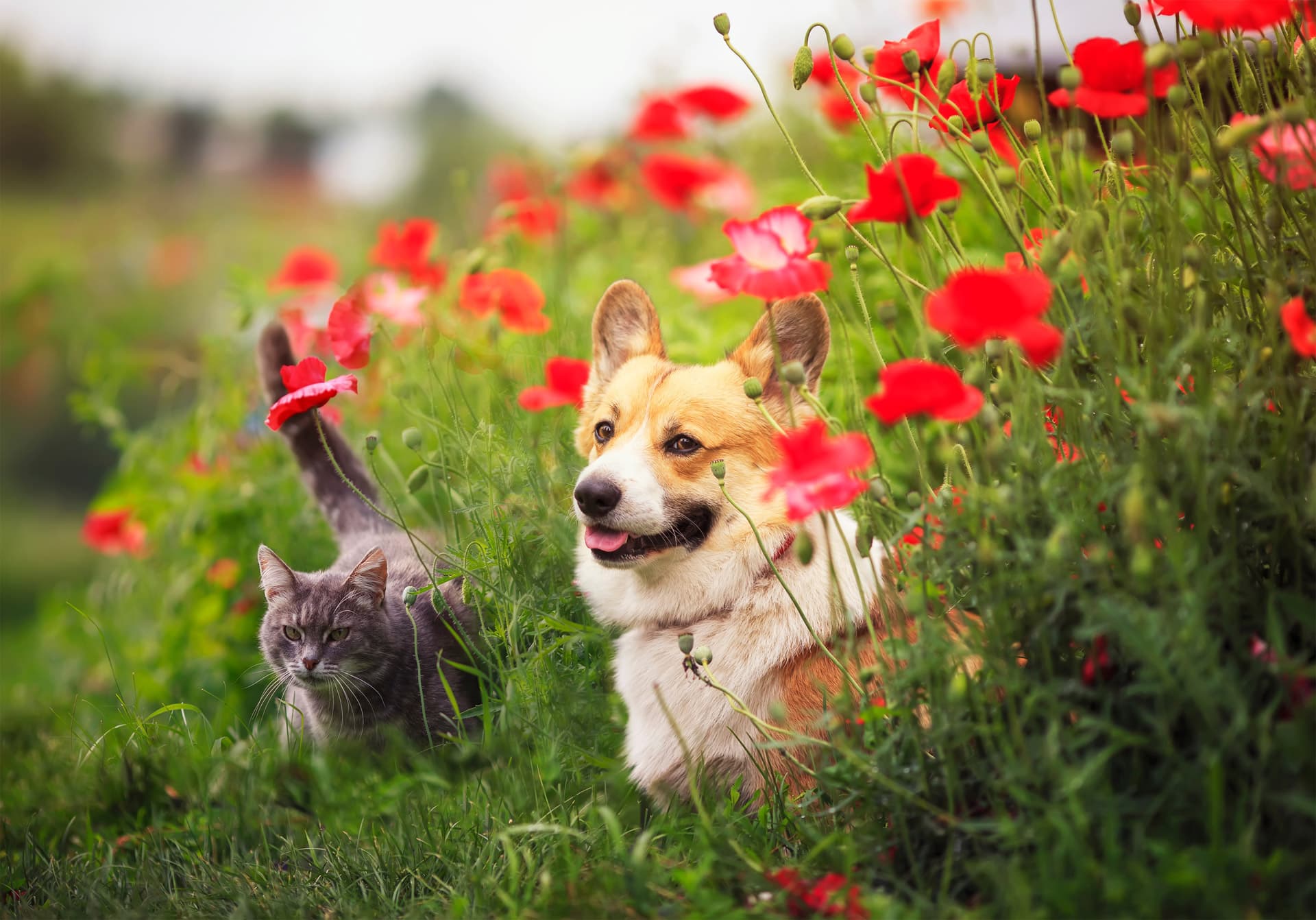 ¿Qué otros servicios ofrecemos en Centro Veterinario Esquío?