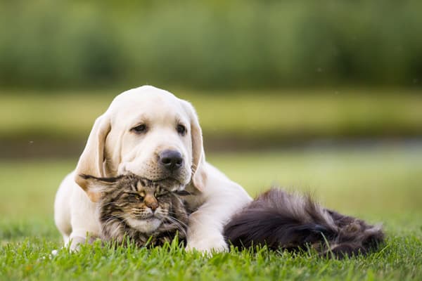 Tratamiento alergia gatos en Fene