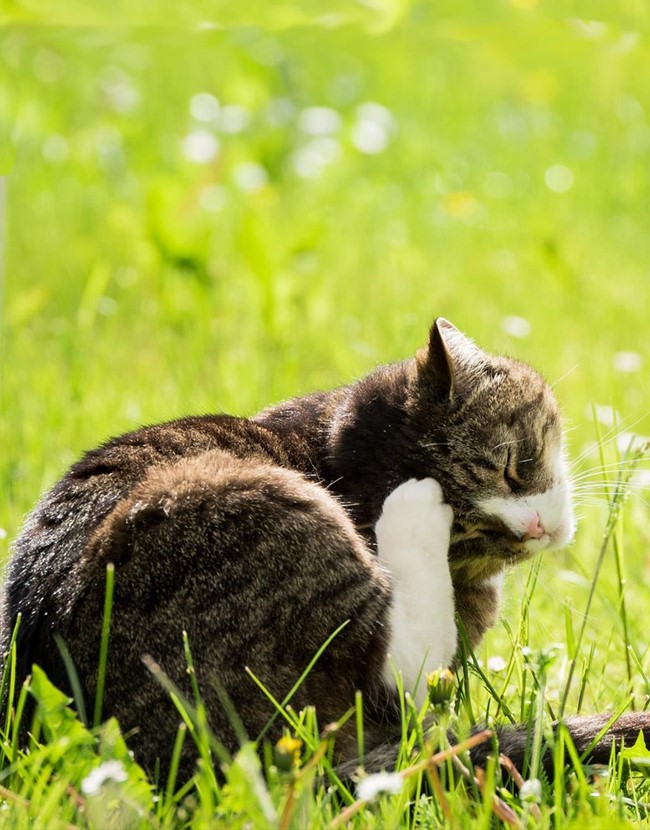 Profesionales de la dermatología animal